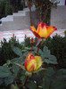 IMGP0861