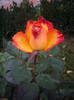 IMGP0874