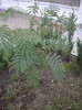 albizia