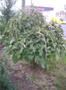IMGP0894