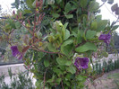 IMGP0898