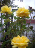 IMGP0900