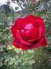 IMGP0902