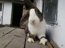 mascul 2011