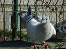 tineret 2011 104