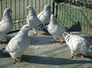 tineret 2011 116
