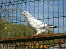 tineret 2011 122