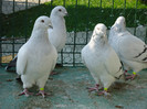 tineret 2011 125