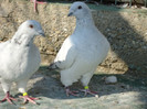 tineret 2011 132