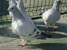 tineret 2011 133