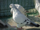 tineret 2011 134