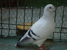 tineret 2011 135
