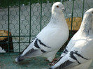 tineret 2011 136