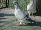 tineret 2011 137