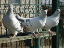 tineret 2011 030