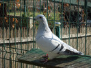 tineret 2011 031