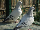 tineret 2011 032