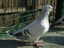 tineret 2011 033