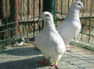 tineret 2011 034