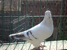 tineret 2011 036