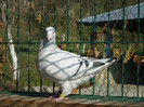 tineret 2011 038