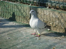 tineret 2011 065