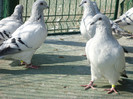 tineret 2011 072