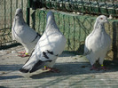 tineret 2011 088
