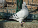 tineret 2011 089