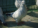 tineret 2011 092