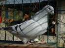 tineret 2011 094