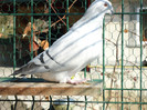 tineret 2011 106