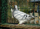 tineret 2011 108
