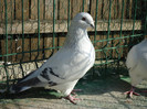 tineret 2011 109