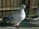 tineret 2011 110