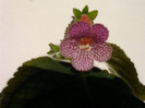 IMAG0013