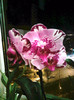 Phalaenopsis' Dream Glory'