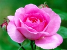 resized_flori_21