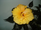 DSC00979