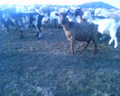 IMG0039A