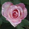 poze-dragoste_trandafir-inima-300x300