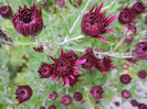 Purple Chrysanthemum (2011, Nov.02)