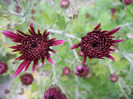 Purple Chrysanthemum (2011, Nov.02)