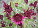 Purple Chrysanthemum (2011, Nov.02)