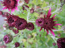 Purple Chrysanthemum (2011, Nov.02)