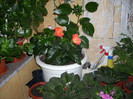 Photo 005