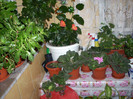 Photo 008