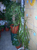 Photo 010