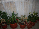 Photo 011