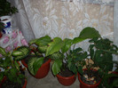 Photo 012